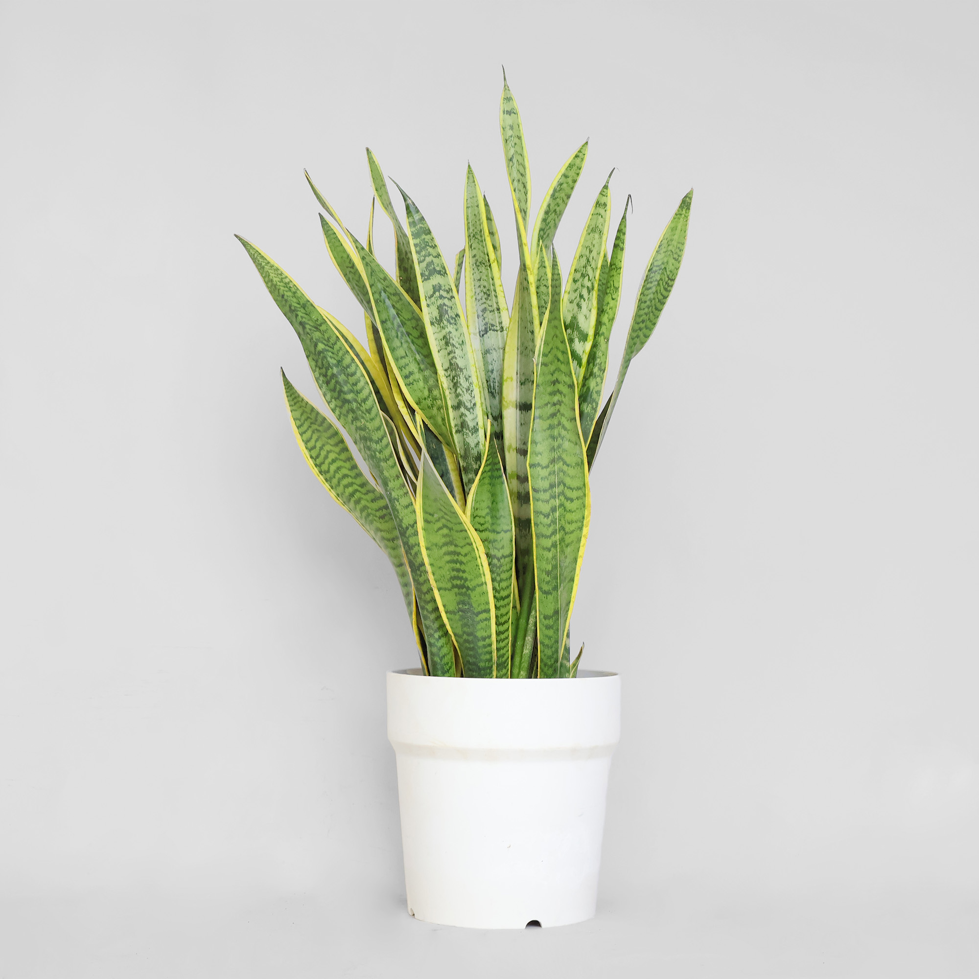 空気清浄効果がある観葉植物15選！植物が空気をきれいにするって本当  