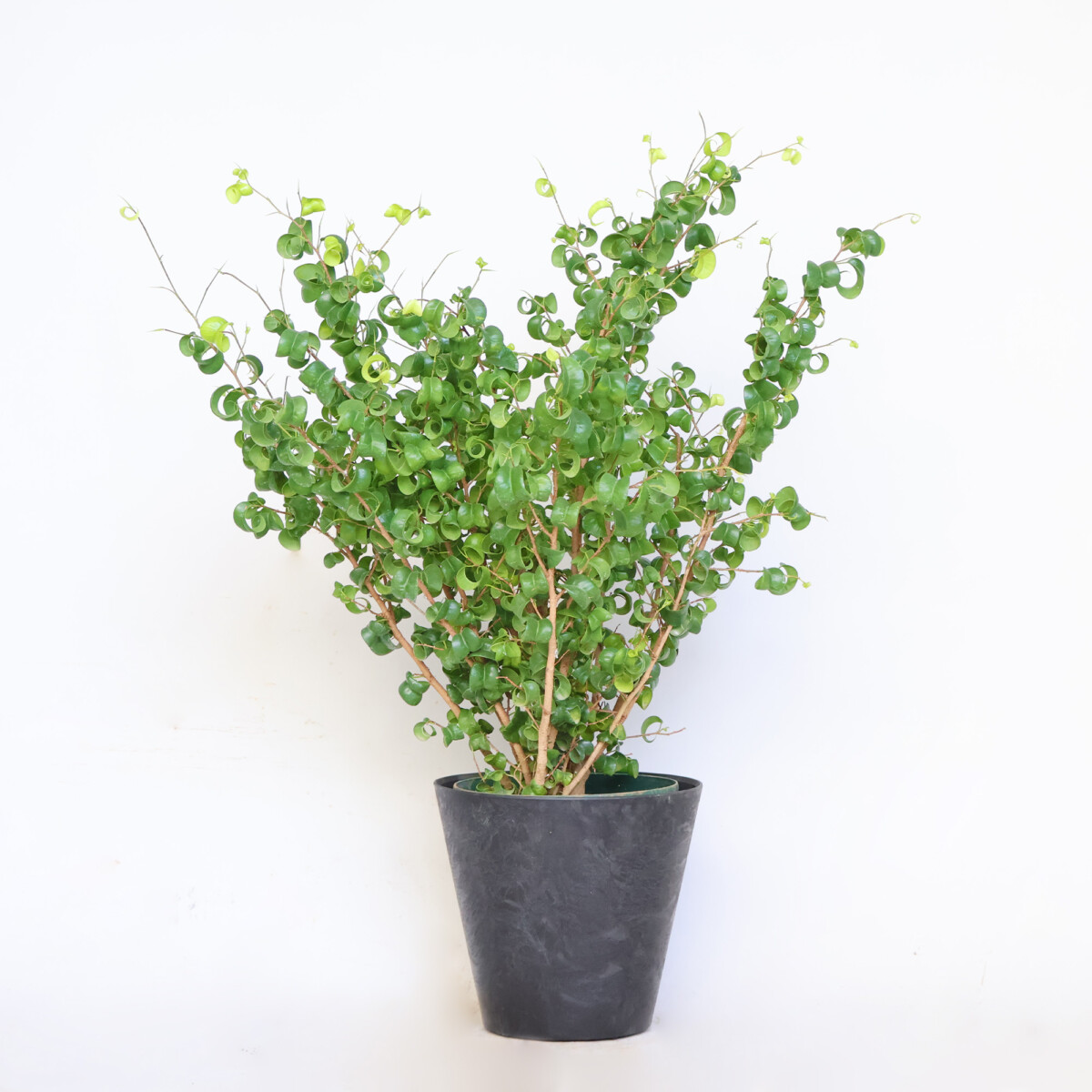 葉っぱがくるくるで可愛い観葉植物、ベンジャミン バロックの育て方や 