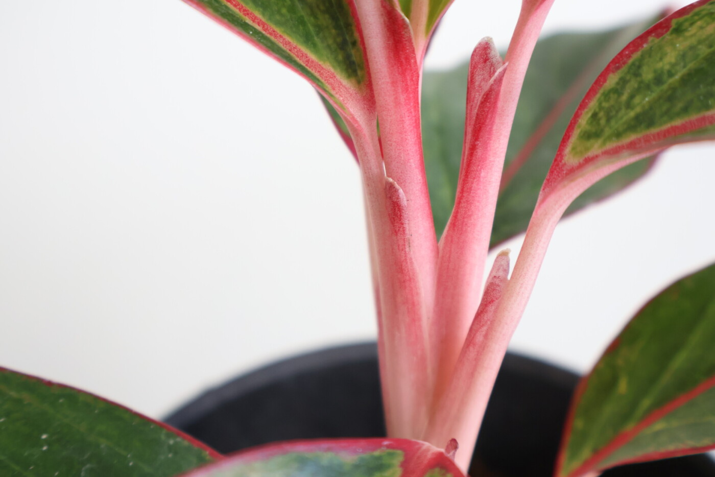 超希少❗️アグラオネマゴールデンドラゴン新芽付✨️ 超希少