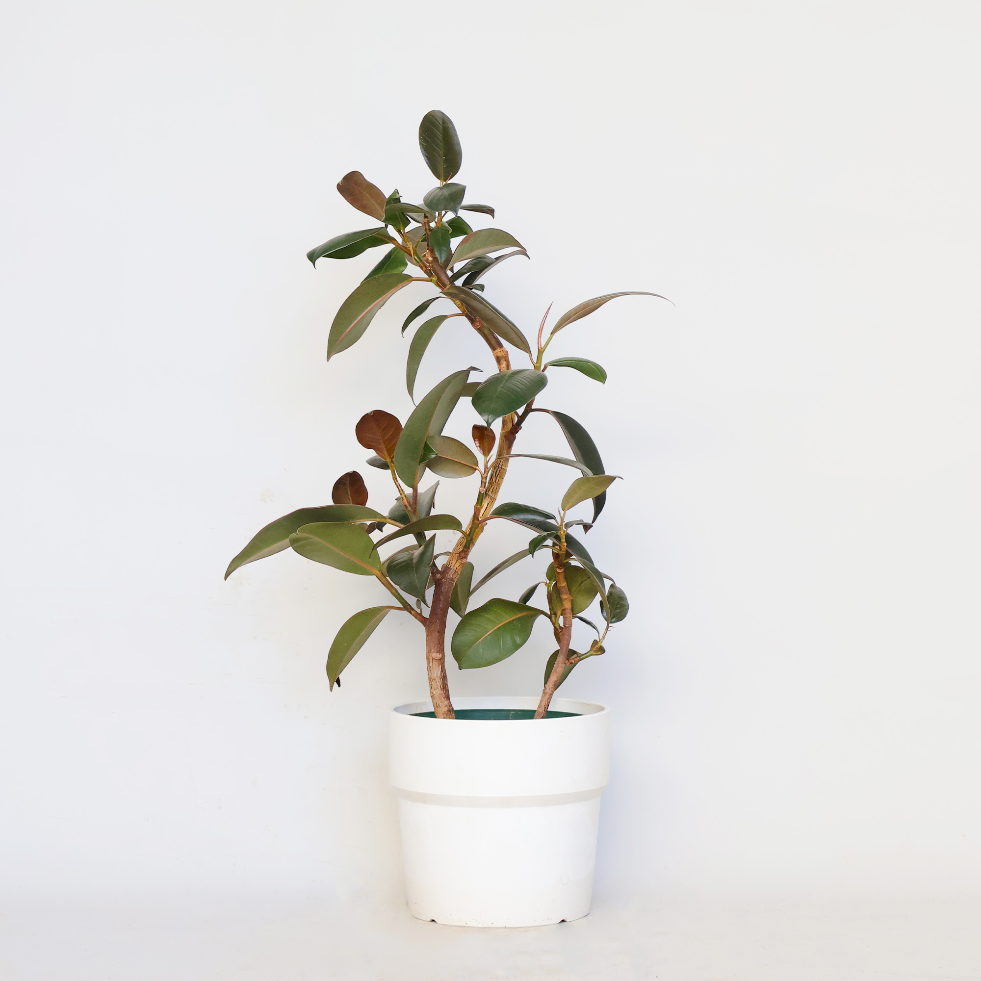 引き取り歓迎 フィカスバーガンディ 曲がり 10号 ゴムの木 引き取り