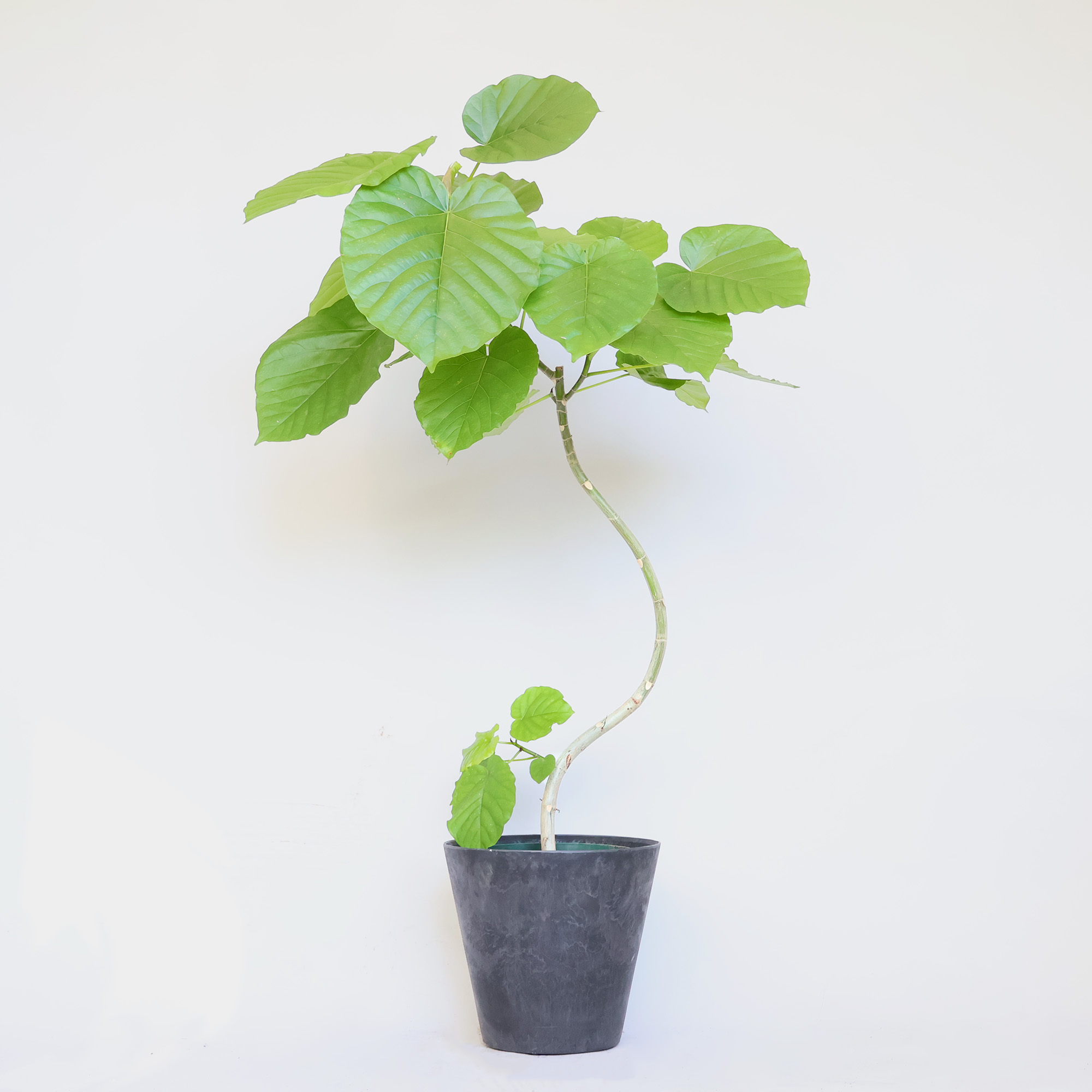 フィカス・ウンベラータ Mサイズ - miruha+ness 