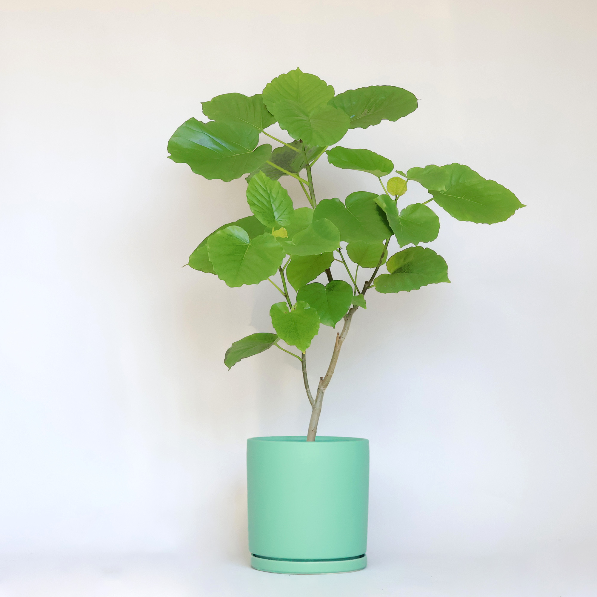 フィカス・ウンベラータ Mサイズ 陶器鉢 - miruha+ness 