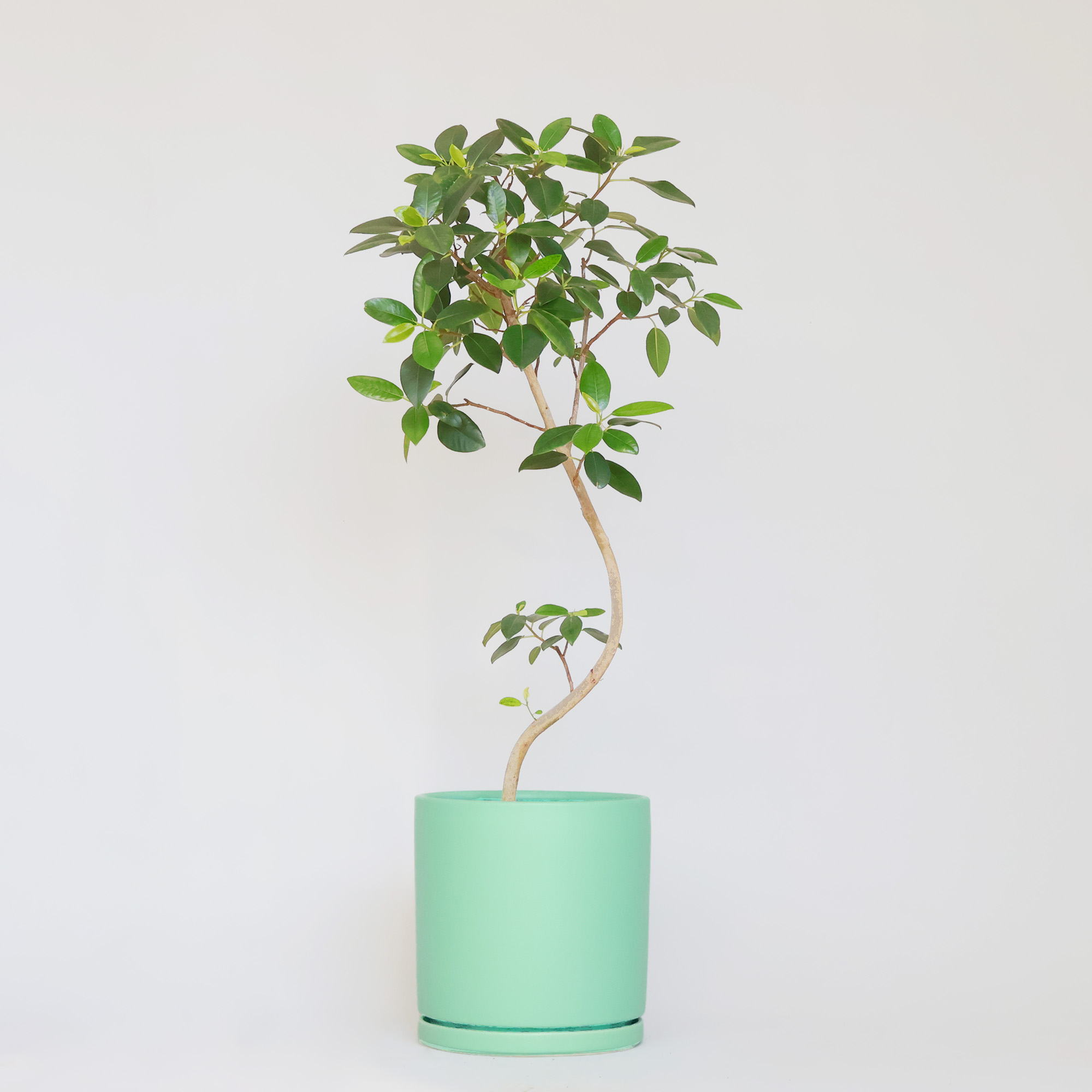 Gajumaru tree*family】ガジュマルの木 シーグラスアート （ガジュマル  