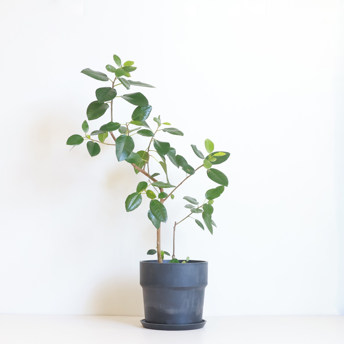フランスゴムの木 観葉植物