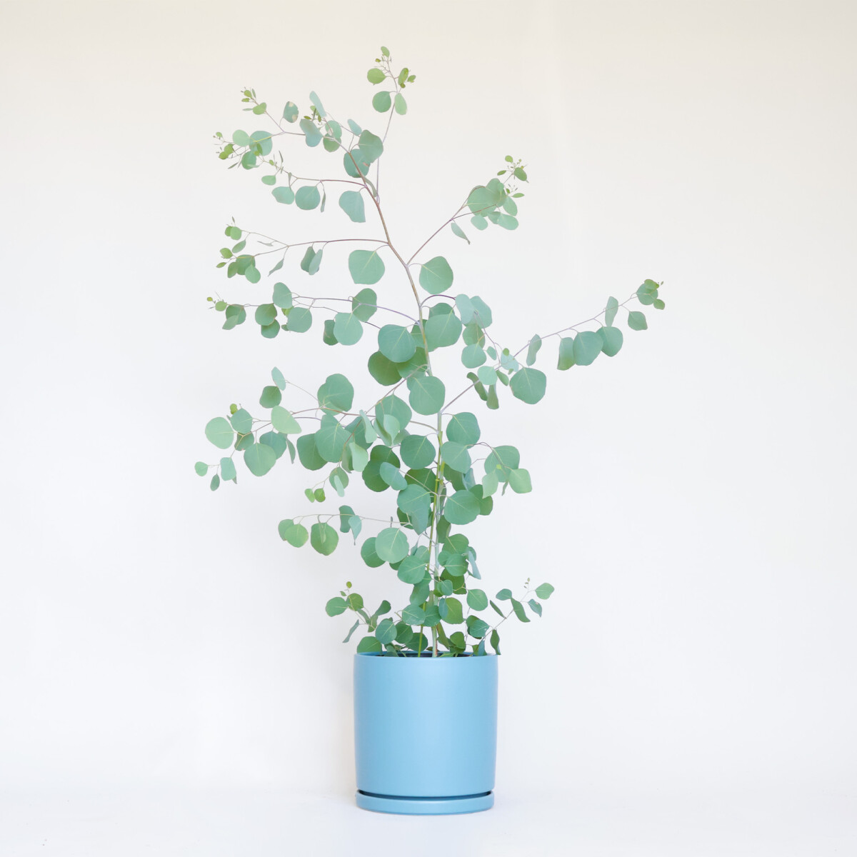 ➉ 溶かせる 【Eucalyptus*heart】ユーカリ シーグラスアート 