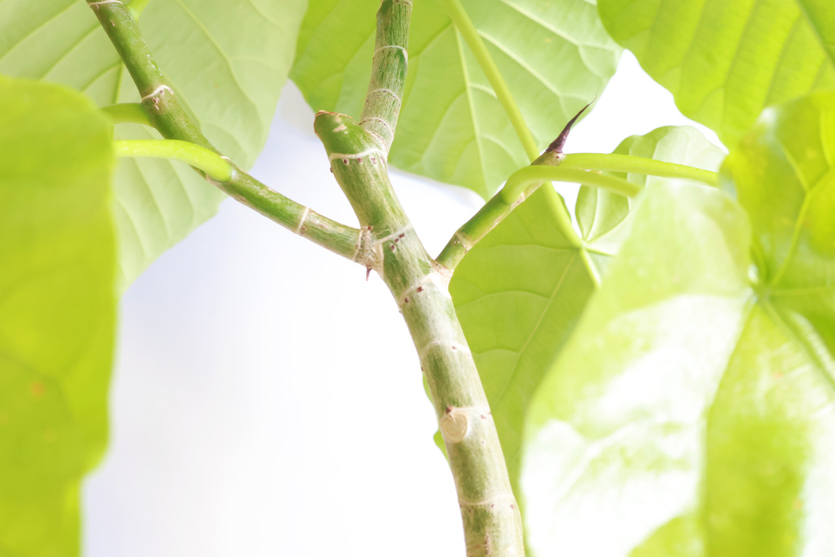 フィカス・ウンベラータ Sサイズ - miruha+ness