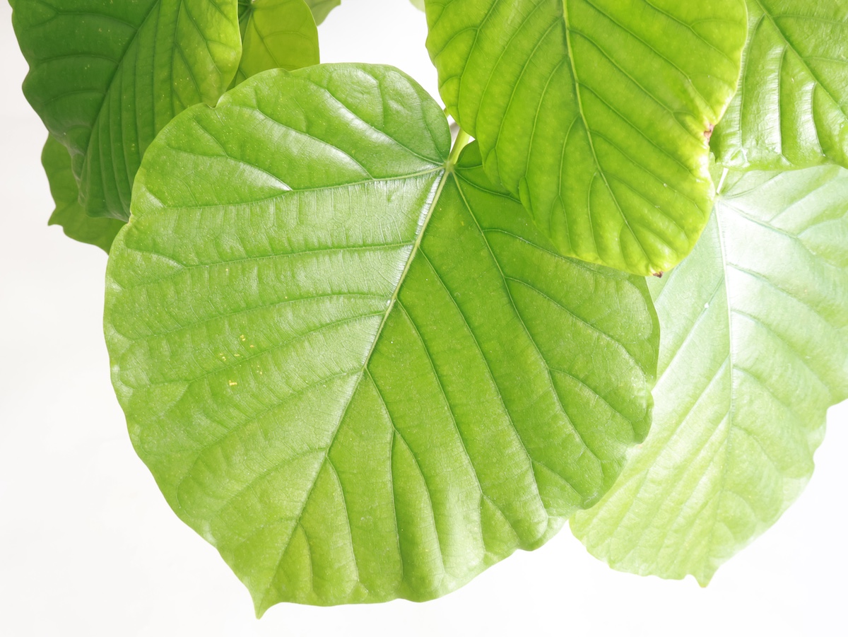 フィカス ウンベラータ 大きなハートの葉 sa-0742-01.jpg