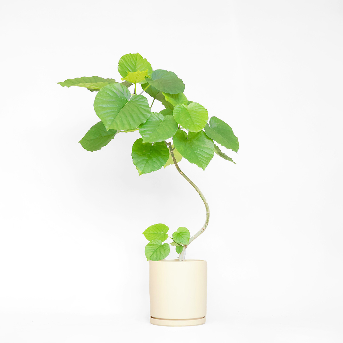 フィカス・ウンベラータ Sサイズ 陶器鉢 - miruha+ness