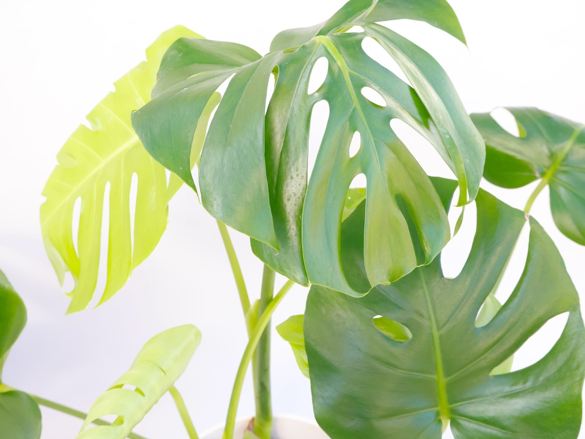 モンステラ Lサイズ - miruha+ness