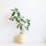 フランスゴムの木S-ジェム-