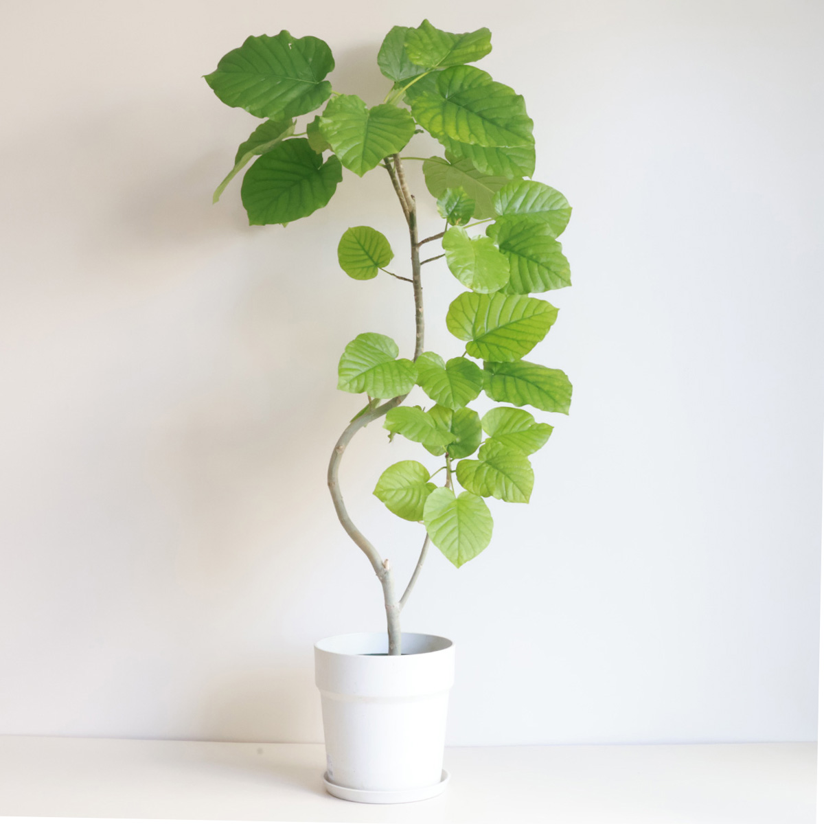 フィカス・ ウンベラータ 150cm8号 S-shaped 手軽 tree form